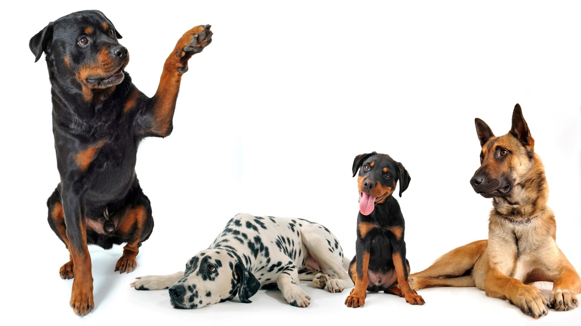 Group of handsome dogs hanging out together.