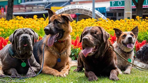 Four dogs on leads lying down in the Square. 