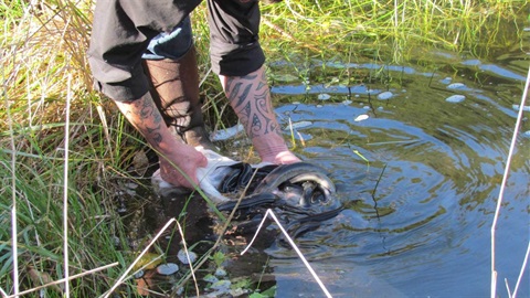 Person with traditional Maori tattoos holding an eel in a stream.