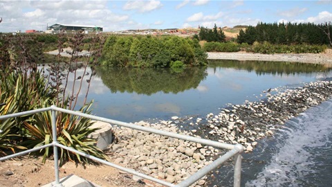 Photo shows ponds with flaxes with trees and hills in background.