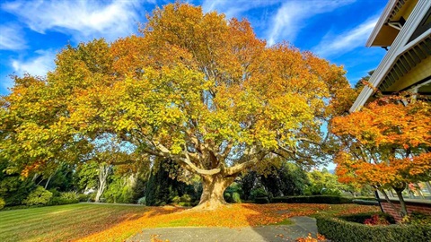 Kowhai tree in bloom.