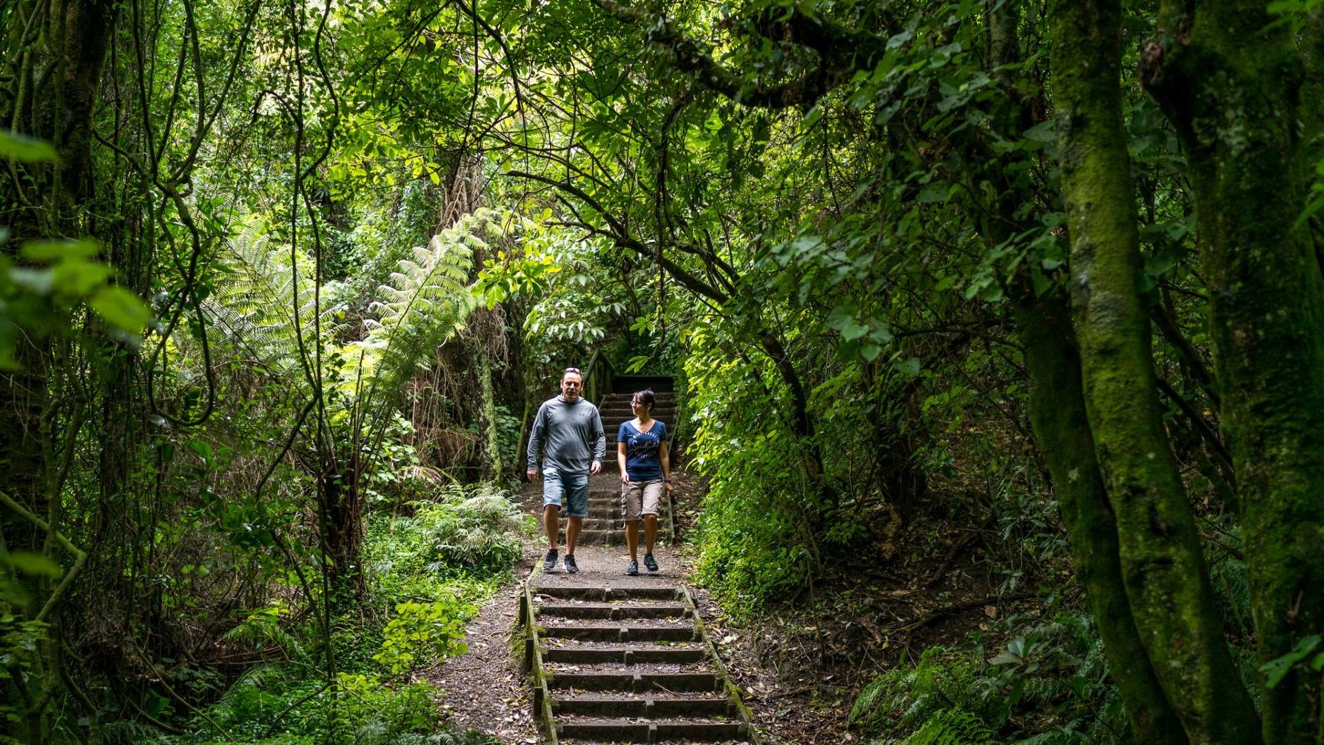 Photo shows couple walking along stepped track through punga ferns and other native bush.