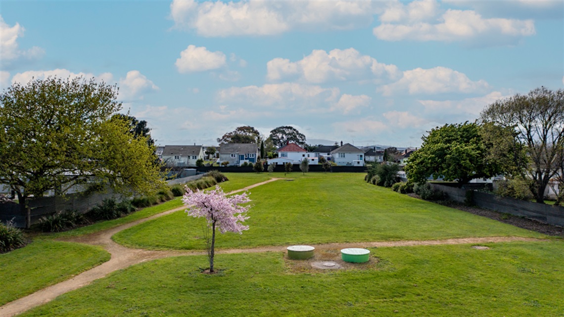 Picture shows a flowering cherry tree at the reserve, with a walkway running through the reserve. 