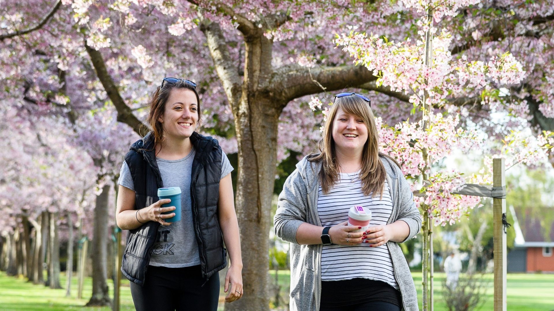 Photo shows two young women drinking coffee and walking among cherry trees in full blossom.