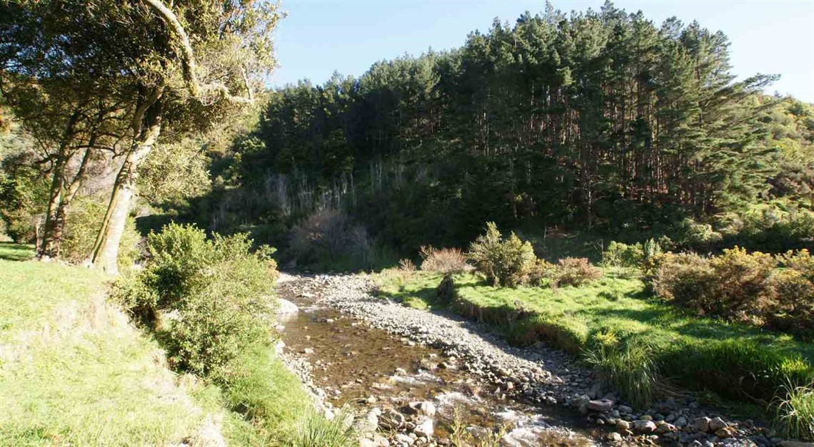 Photo shows stream and pine trees.