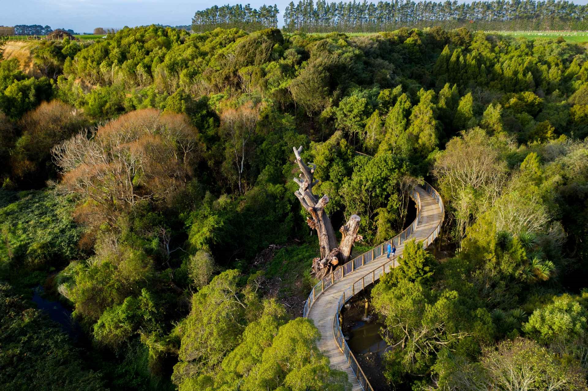 Photo shows aerial shot of people walking on a bridge winding its way through the treetops, surrounded by native bush.