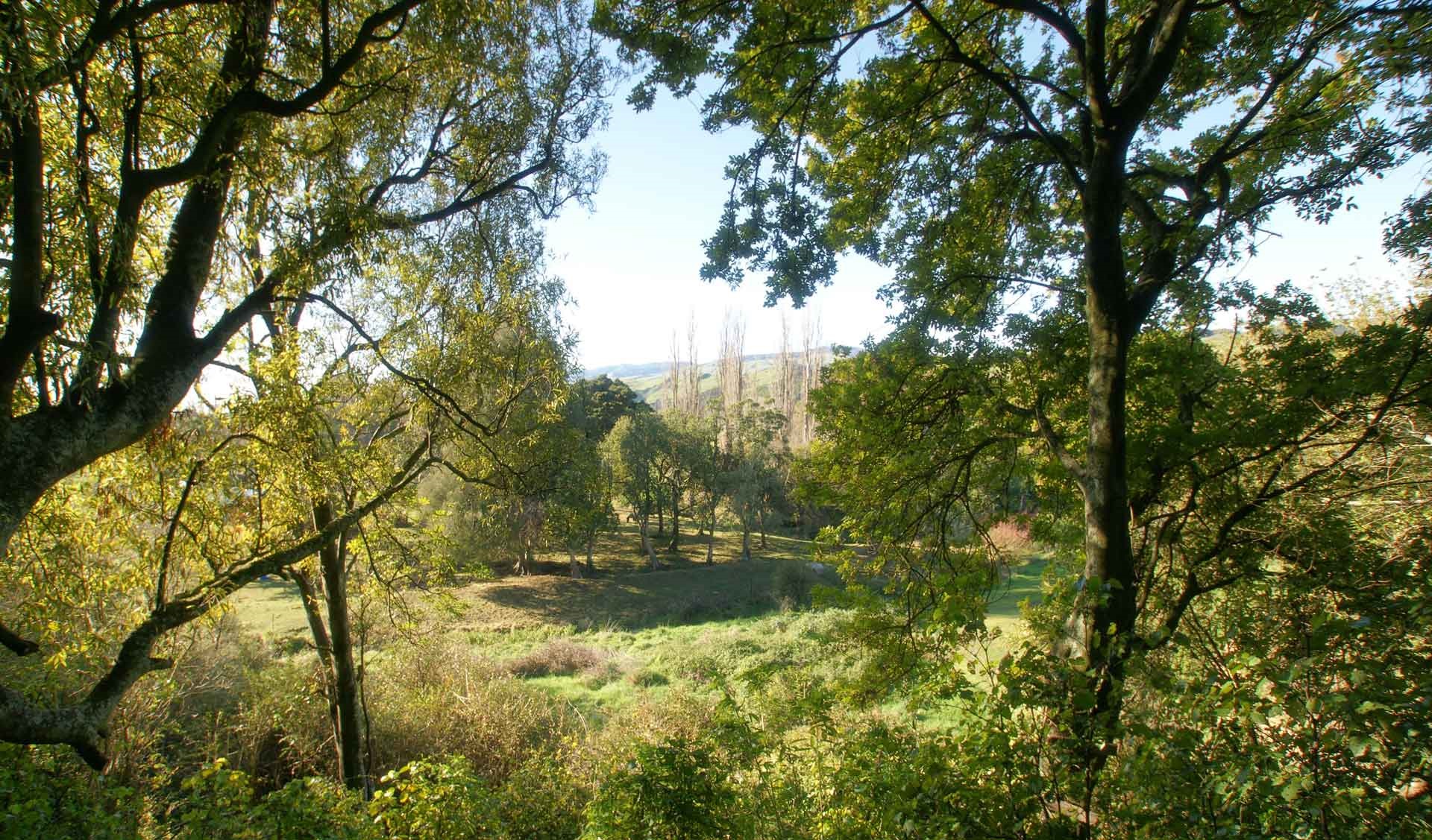 Photo shows clearing in a stand of native bush, with farmland in the background.