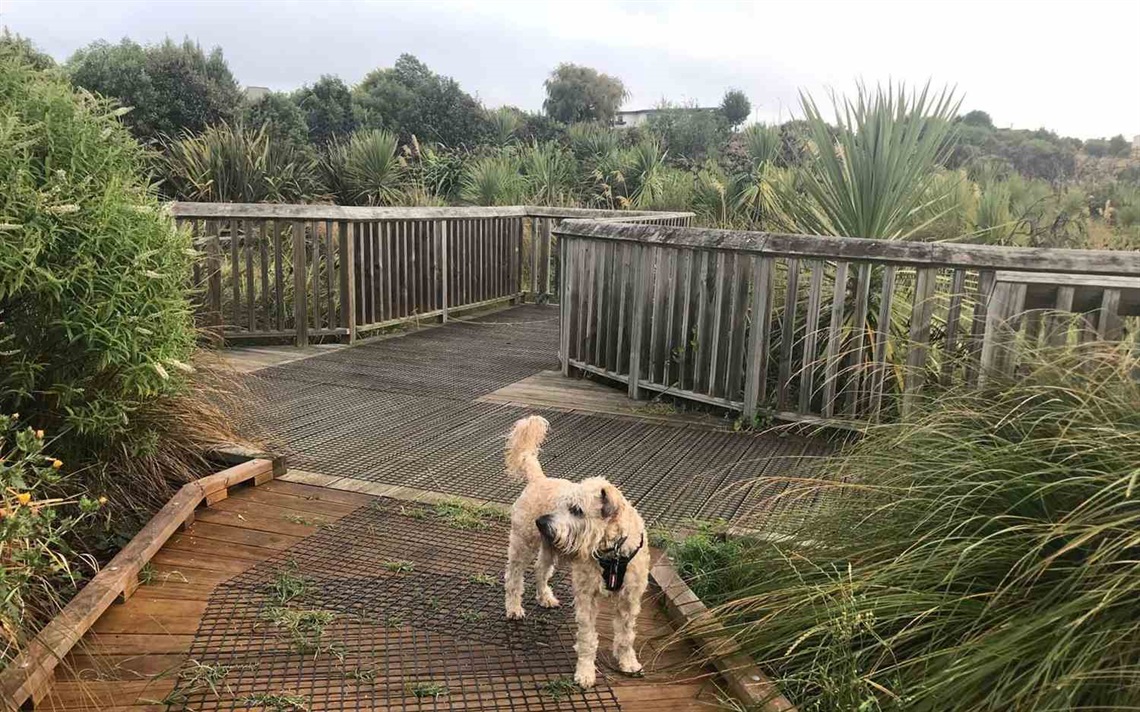 Photo shows dog on boardwalk set among native wetland plantings.