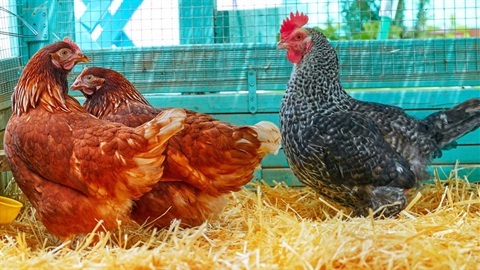 Backyard chooks in a henhouse.