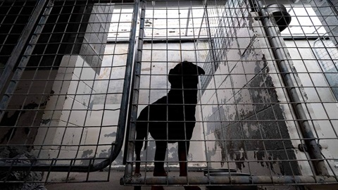 Image shows a dog standing behind the gate of the dog shelter.