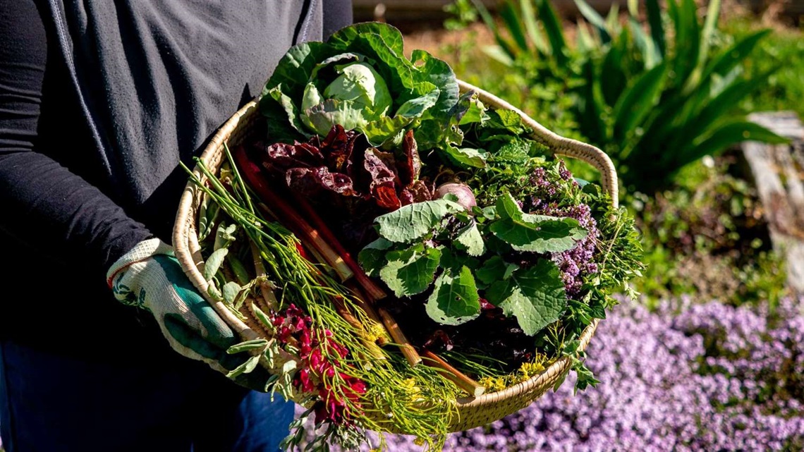 Gardener wearing gloves holding a straw basket full of freshly picked homegrown vegetables, salad greens and herbs.