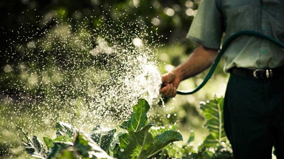 Man watering vegetable garden with a hand-held hose.
