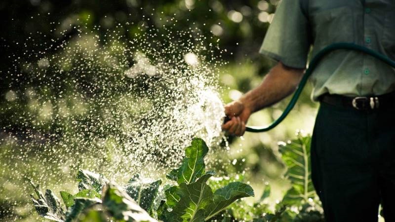Photo shows man watering vegetable garden with a hand-held hose.