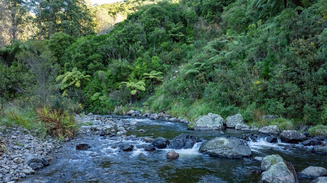 Photo shows stream and pine trees.